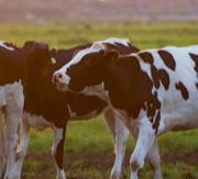 cattle-img