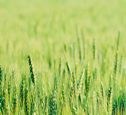 Crop-img