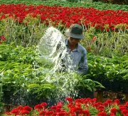 garden-img