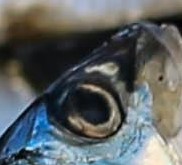 fish-img